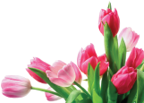 Ultra Nails - Tulips